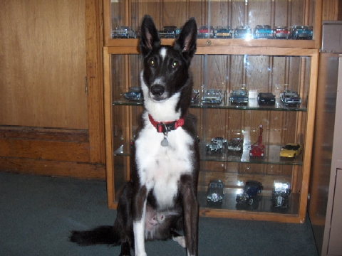 �3� the S.V.F.SALES mascot